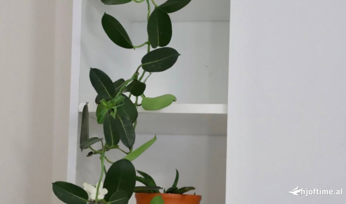Foto 13