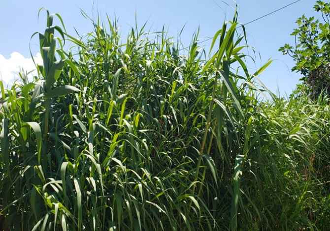 👉Shitet Truall 440 m2 dhe ndertese 80m2, Plazh