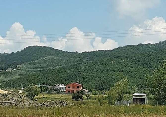 Shitet Toke Pyll Ne Fshatin Rrotull, Gjiri Lalzit