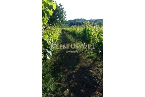 Truall ose Toke  ne Tirane - 103,000 Euro