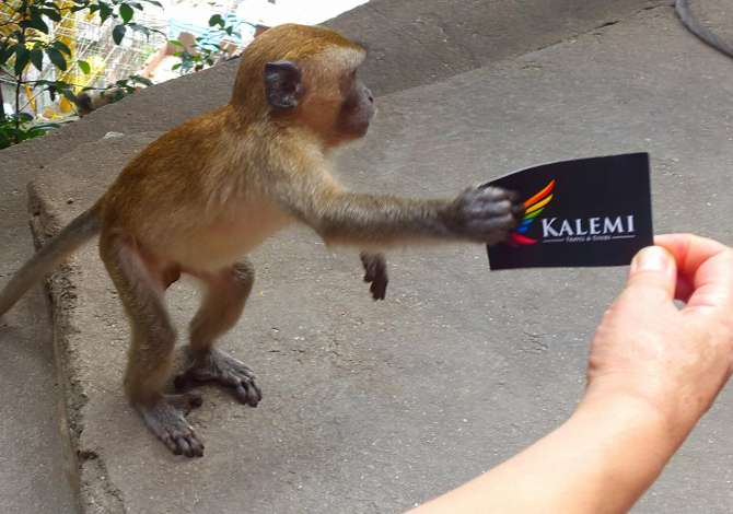 Agjensi e mirenjohur e udhetimeve ofron bileta udhetimie, rezervime ne hotele etj.