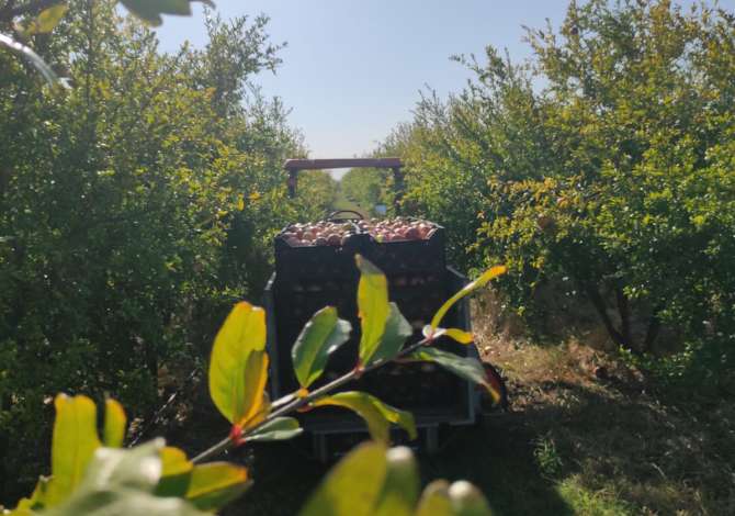 Terreno in vendita  a Lushnja - 250,000 Euro