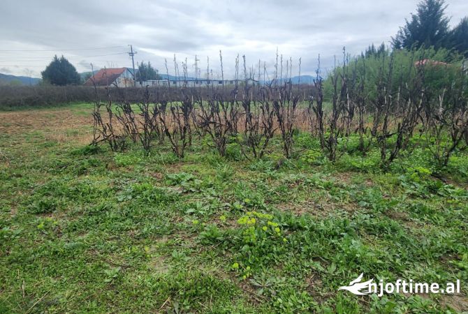 Truall ose Toke  ne Tirane - 80,000 Euro