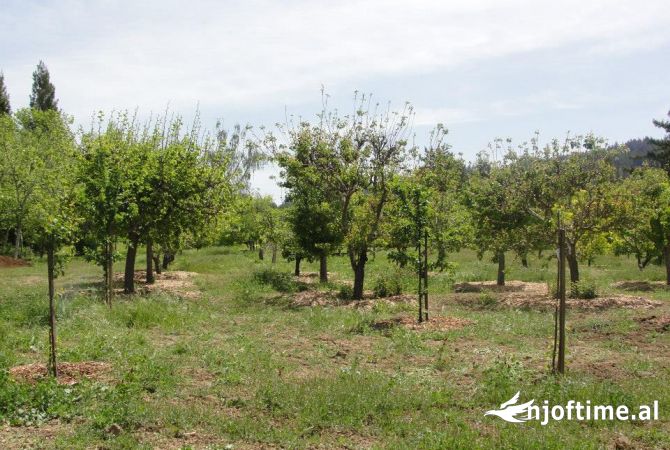 Truall ose Toke  ne Tirane - 137,000 Euro