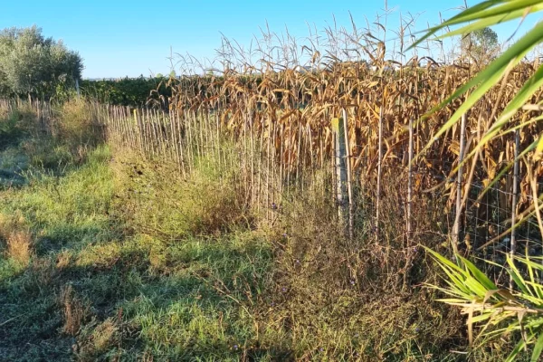 Truall ose Toke ne Durres - 235,000 Euro