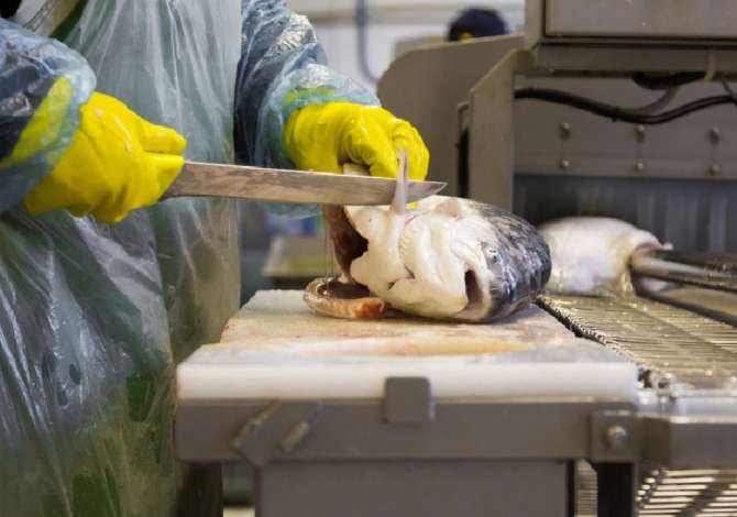 Njoftime Pune ne Tirane, Profesioni Perpunues peshku, Perfaqesuese ne kase, Sanitare , Me eksperience, Pagesa 60,000  Leke.