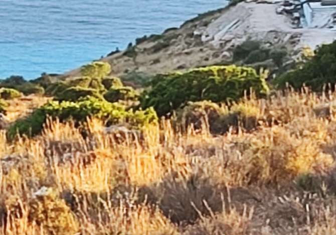 SHITET TOKE NE DRIMADHES