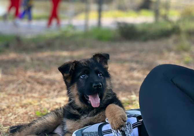 Ofroj sherbim veterinar ne shtepi
