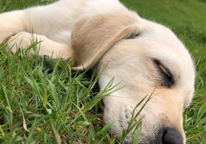 Ofroj sherbim veterinar ne shtepi