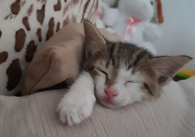 Ofroj sherbim veterinar ne shtepi