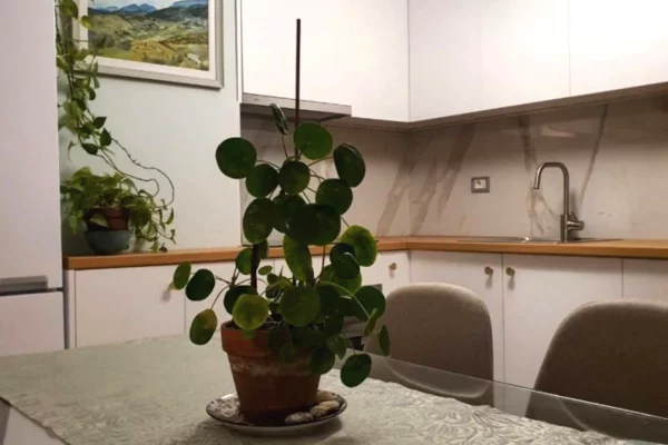 House for Rent 1+1 in Tirana - 550 Euro