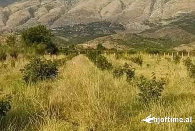 Truall ose Toke  ne Gjirokaster - 25,000 Euro