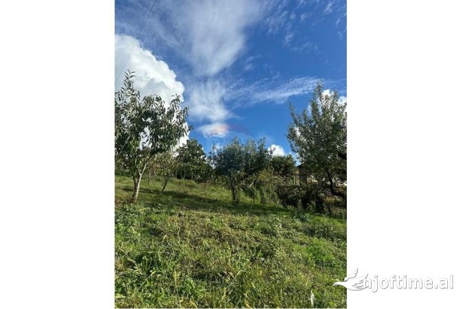 Truall ose Toke ne Tirane - 775,000 Euro