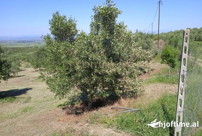 Terreno in vendita  a Lushnja - 168,000 Euro