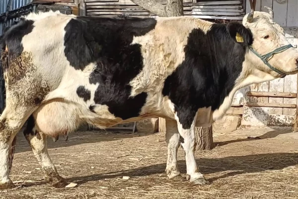 Animals and birds  in Tirana - 1,250 Euro