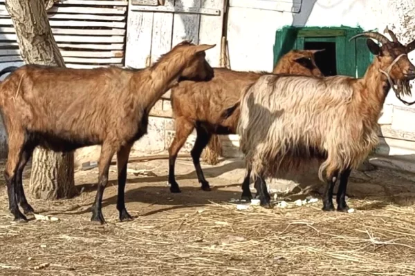 Animals and birds  in Tirana - 470 Euro