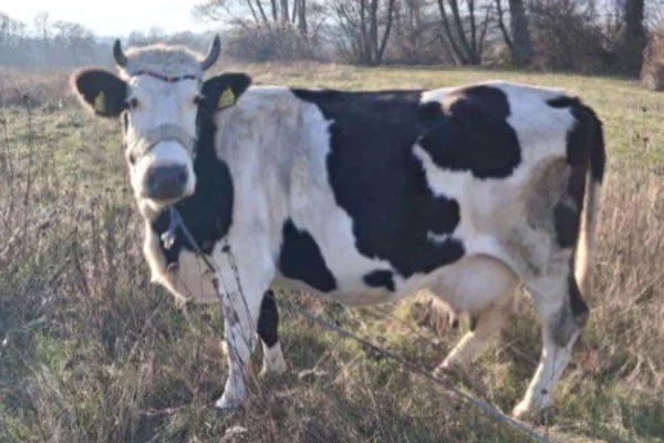 Animals and birds  in Peja - 1,200 Euro