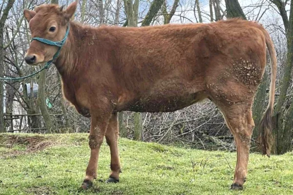 Animals and birds  in Pristina - 800 Euro