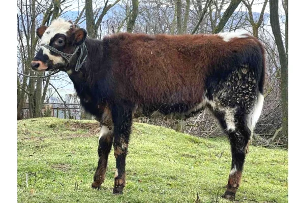 Animals and birds  in Pristina - 800 Euro