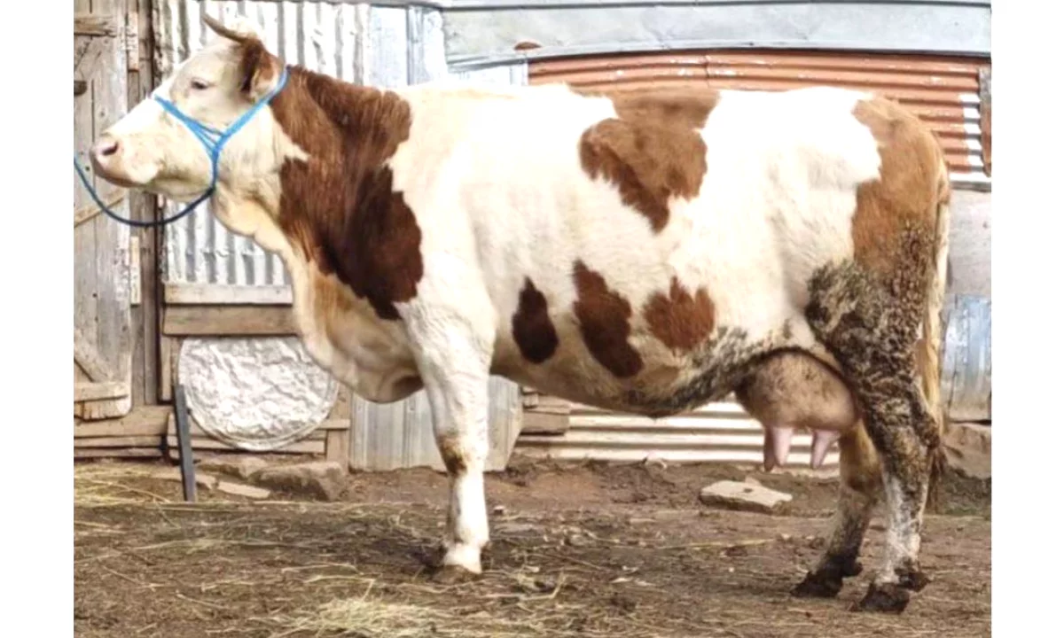  Shitet Lopen 15 Litra Qumesht