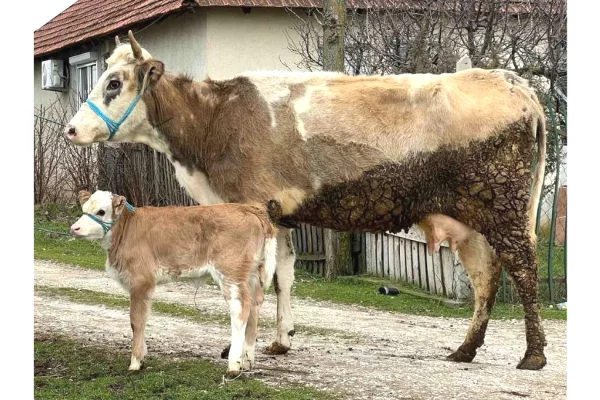 Kafshe e shpende ne Prizren - 1,850 Euro