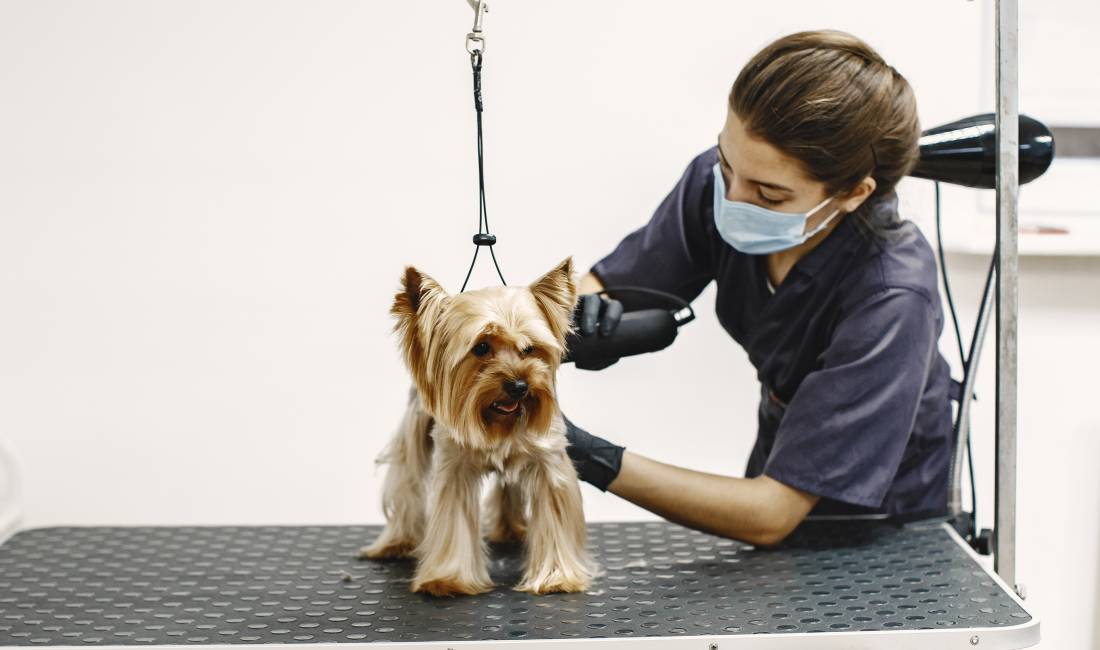 Njoftime Pune ne Tirane, Profesioni Groomer (vajzë) , Me eksperience, Pagesa Me Marreveshje.