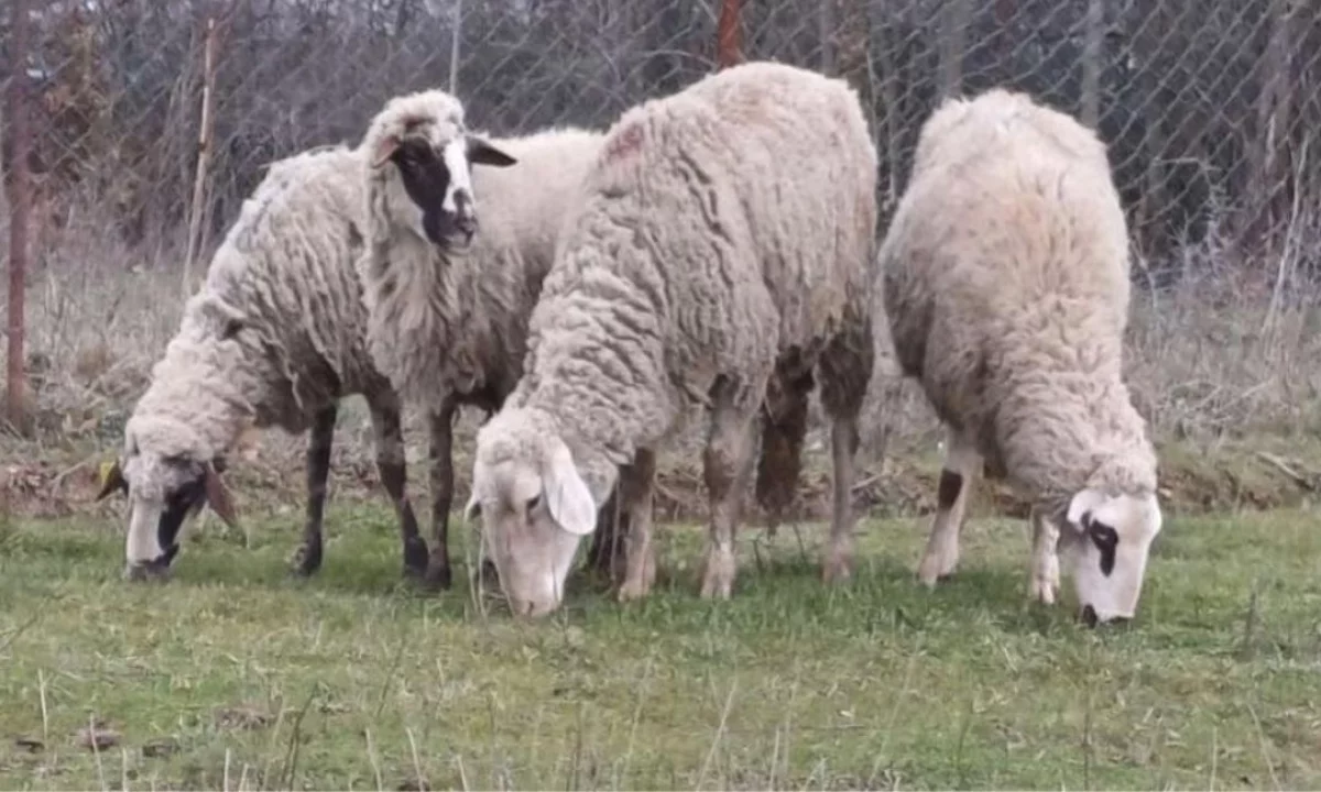  Shiten 4 dele barsa – shume te mira