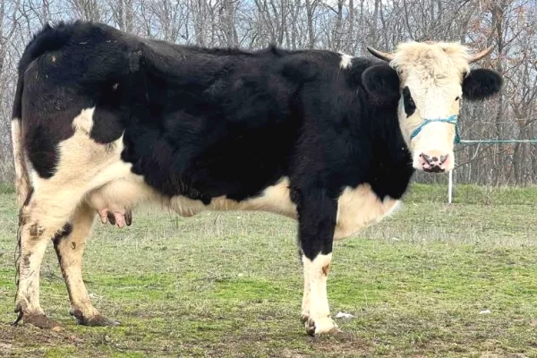 Kafshe e shpende ne Prishtine - 1,150 Euro