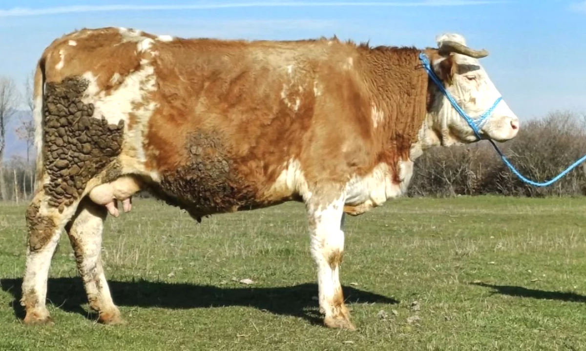 Shitet Lope e Shterre – Afer 600 kg