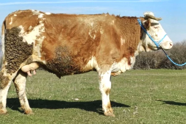 Kafshe e shpende ne Peje - 1,280 Euro