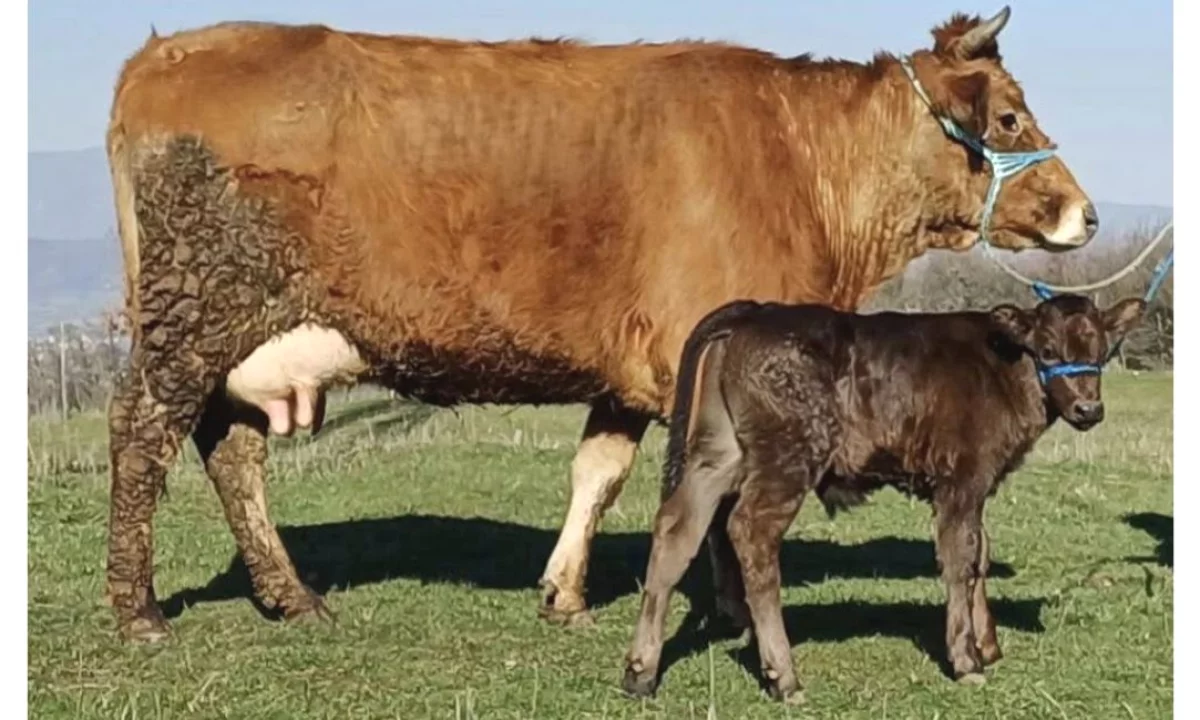 Shitet lope me vic mashkull 🐄