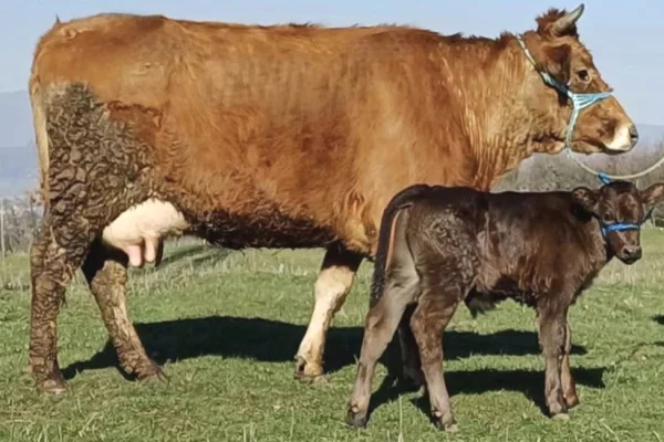 Kafshe e shpende ne Prishtine - 1,780 Euro