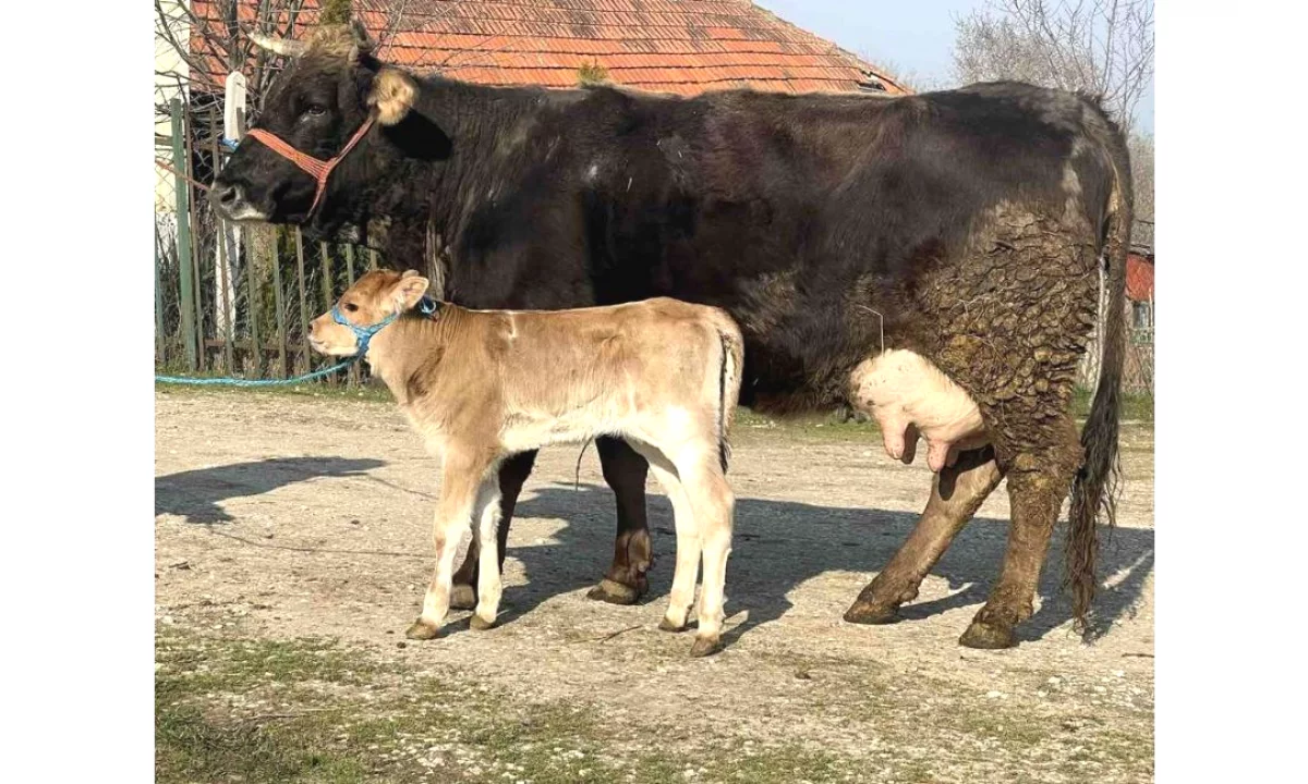 Shitet Lopen me Vic – 15 litra qumesht 🥛 