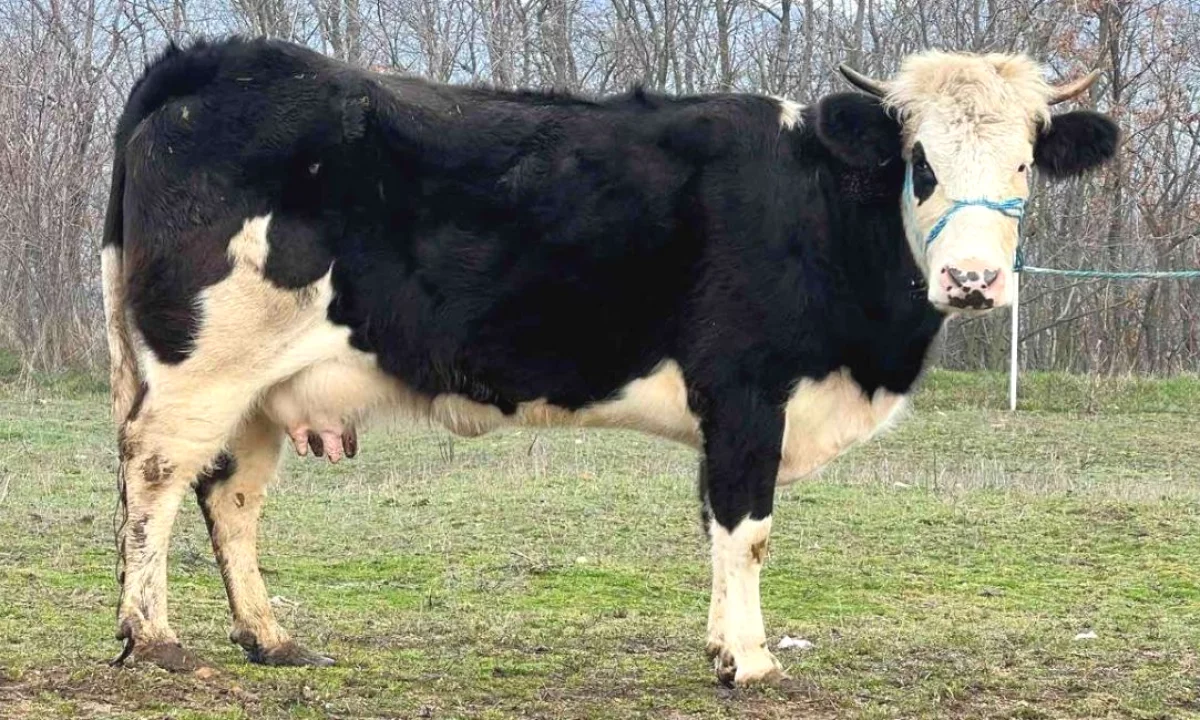 Shitet Lope me 8 Litra Qumesht