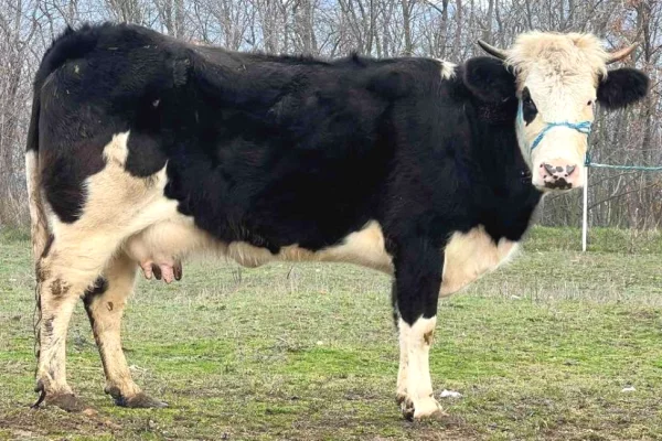 Animals and birds in Pristina - 1,100 Euro