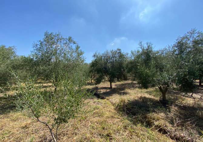 Terreno in vendita  a Kavaja - 56,800 Euro