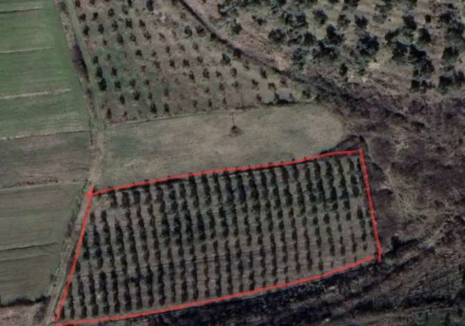 Terreno in vendita  a Kavaja - 56,800 Euro
