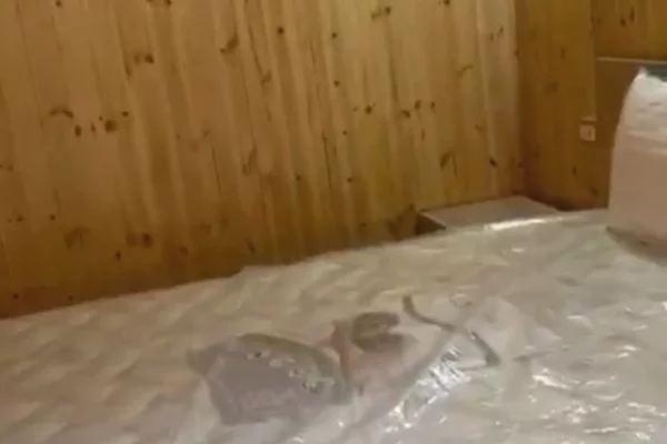 Shtepi me qera Apartament ne Tirane, 2+1, Mobilimi E mobiluar, Pagesa 550  Euro.