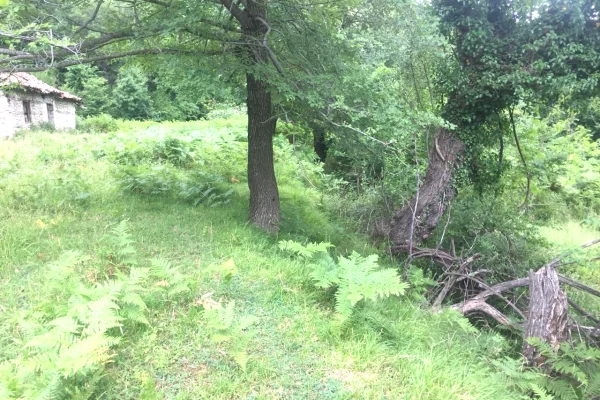 Shitet toke + Shtepi e Vjeter ne Linze,Dajt/90,000 euro