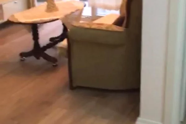 Shtepi me qera Apartament ne Tirane, 1+1, Mobilimi E mobiluar, Pagesa 35,000  Leke.