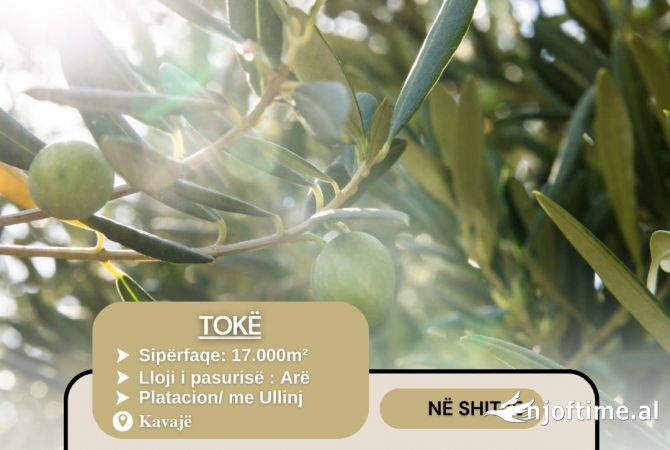 Terreno in vendita  a Kavaja - 30 Euro