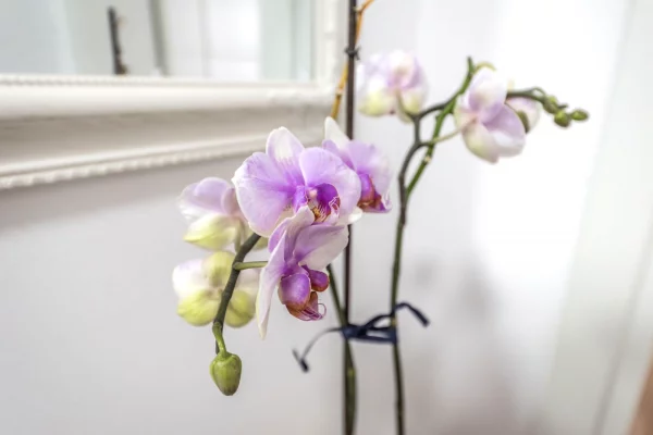 Shtepi me qera Apartament ne Tirane, 2+1, Mobilimi E mobiluar, Pagesa 1,500  Euro.