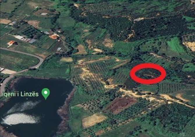 Truall ose Toke ne Tirane - 149,000 Euro
