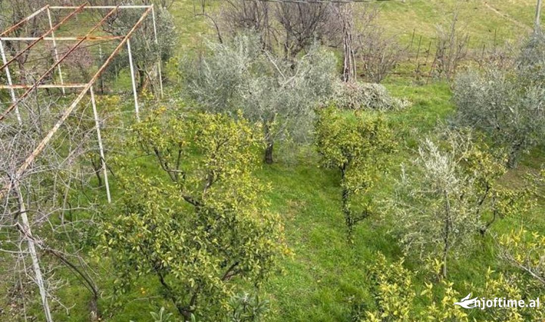 Foto 11