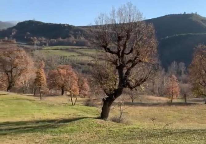 Truall ose Toke ne Tirane - 20,000 Euro
