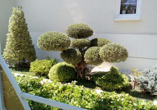 Kopshtar, Bacevan-Ofroj sherbime kopshtarie