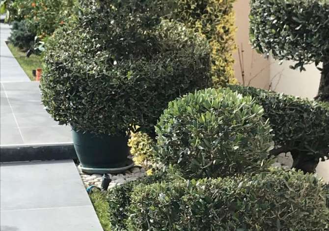 Professional Services  in Tirana - 2,000 Leke