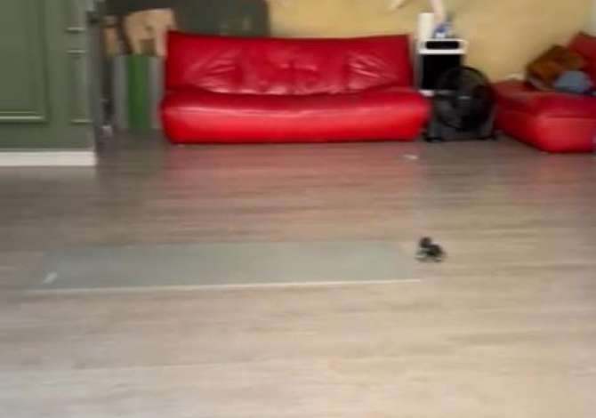Ambient biznesi me qera 3+1 ne Tirane - 400 Euro