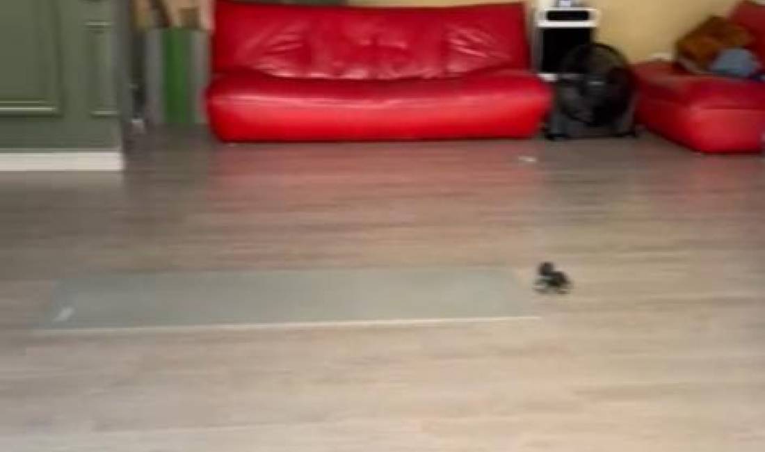 Foto 1