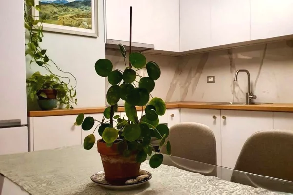Casa in affitto 1+1 a Tirana - 600 Euro